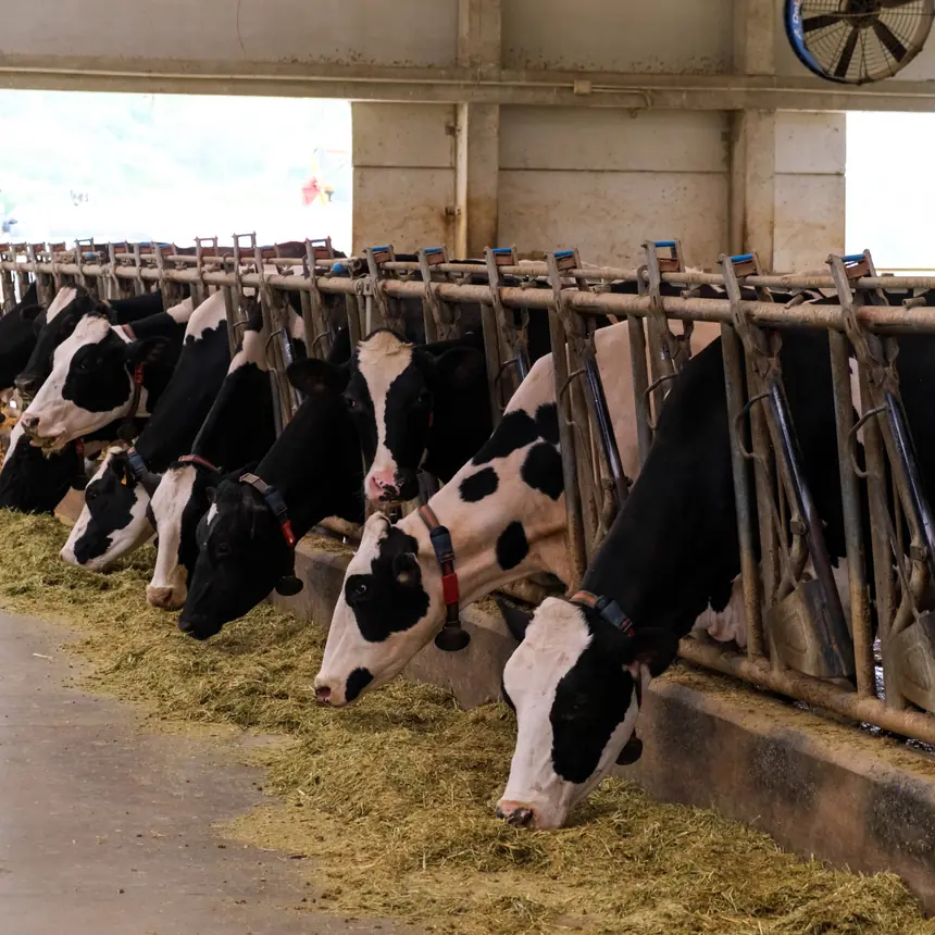Vacas comiendo alimento en un establo
